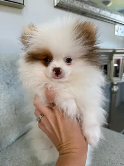 Pomeranians, View more