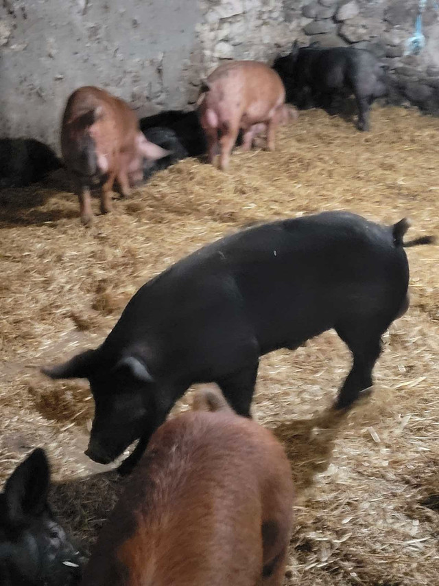 Young boars in Livestock in Oakville / Halton Region - Image 2