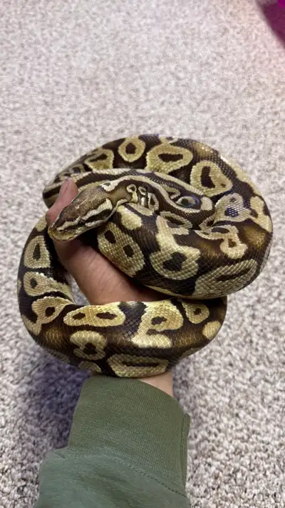 Pastel Ball Python, View more