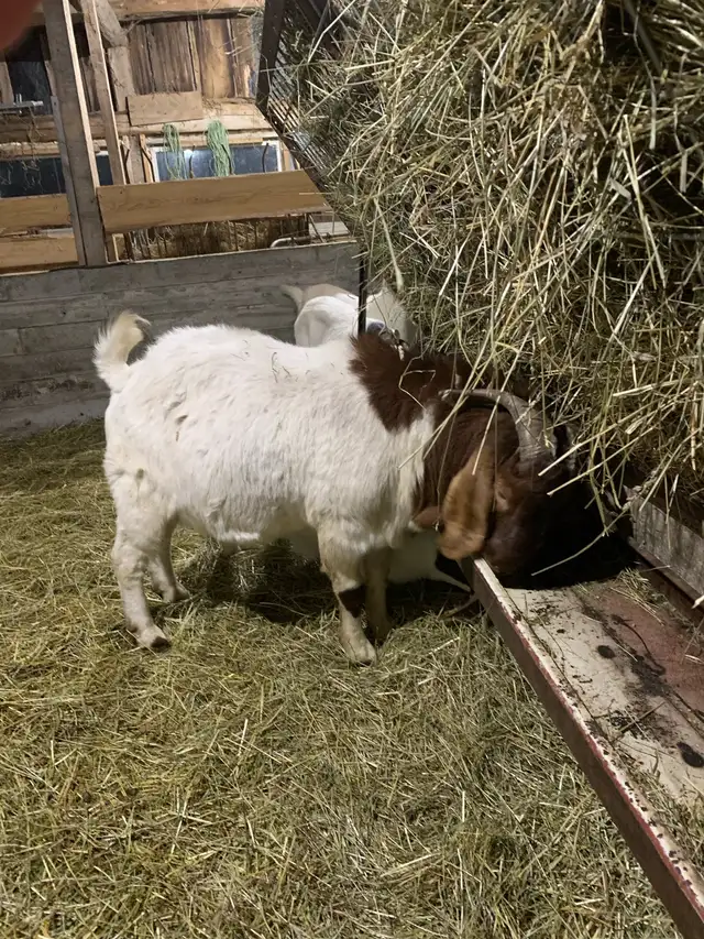 Purebred Boer Buck in Livestock in Hamilton - Image 4