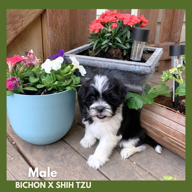 Shih tzu mix puppies in Dogs & Puppies for Rehoming in Calgary - Image 4