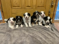 Mini Australian Shepherds for sale!