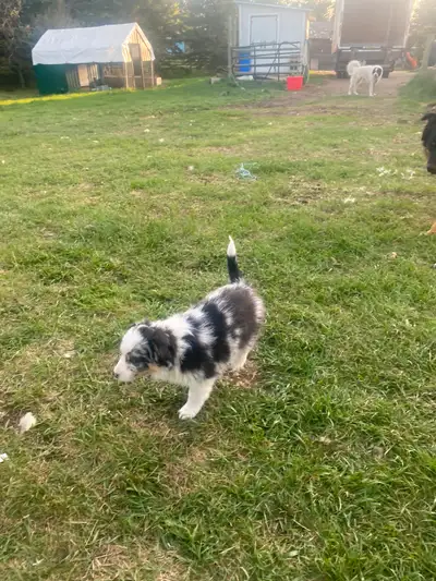 5 beautiful Mini Aussie shepherd Puppies, 3 Blue Merles (1 female, 2 males), 2 Black Tri (1 female,...