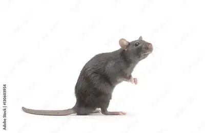 CROSSPOINT PEST CONTROL, View more