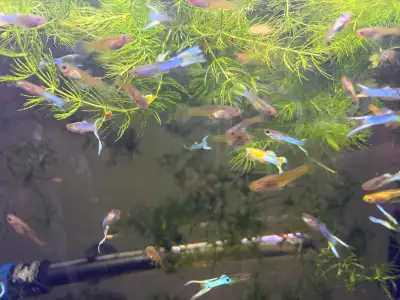 Japan blue double sword endlers , View more