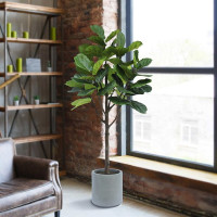 Fiddle Leaf artificial Fig Tree 6.5ft in Grey Planter