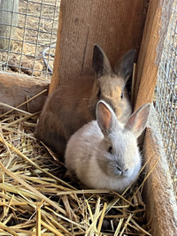 Cute rabbits for sale 