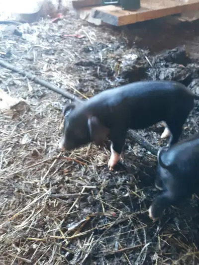 piglets for sale, View more