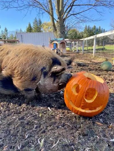 Pure bred Kunekune Pigs, View more