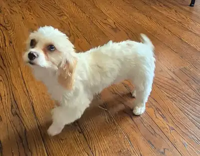 Cavachon male puppy, View more