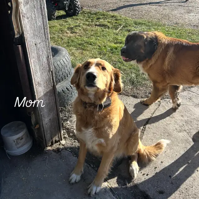 Saint Bernard mix puppies! in Dogs & Puppies for Rehoming in Winnipeg - Image 9