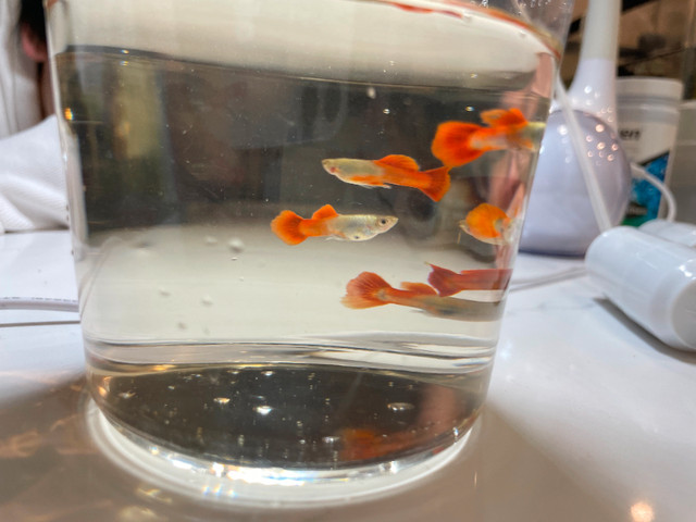 Young Platinum Dumbo Ear Red Tail Guppies in Fish for Rehoming in Markham / York Region