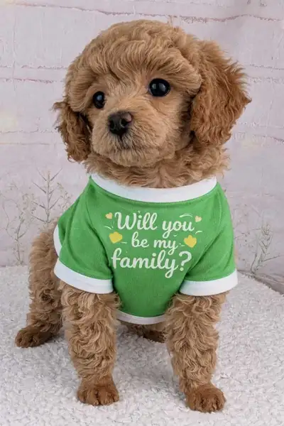 Purebred Mini Poodle Females Available, View more