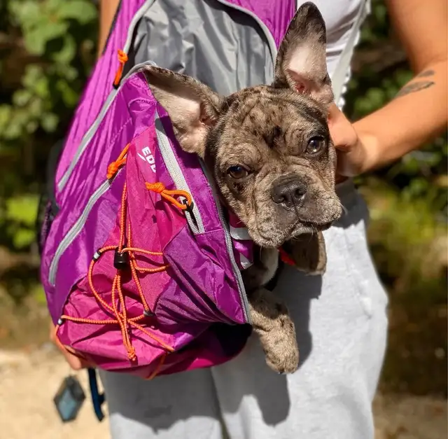 French bulldog rehome in Dogs & Puppies for Rehoming in Winnipeg - Image 3