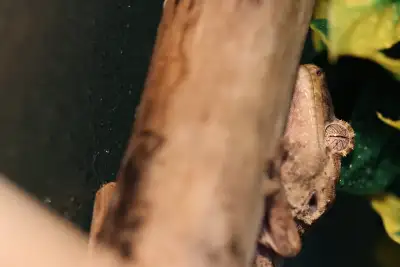 chahoua gecko for rehome. Beautiful, active, and friendly to handle. $499 pre taxes, we are a retail...