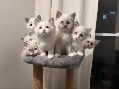 Purebred Ragdoll Kittens • Chatons, View more