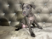 Ready for adoption American Bulldog/Rottweiler Mix Puppies