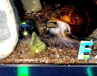 Snello Snail Food, View more