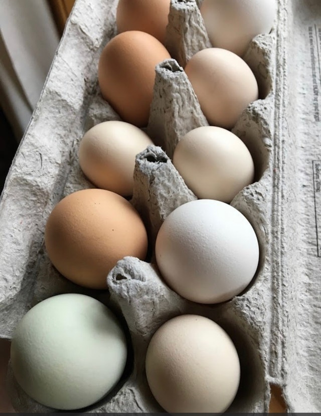 Farm Fresh, Free Range Chicken Eggs Other Guelph Kijiji