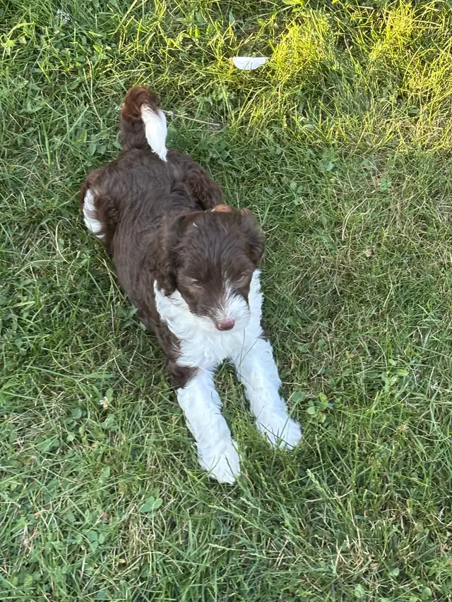 Aussie Springer Doodle Puppies in Dogs & Puppies for Rehoming in Oakville / Halton Region - Image 4