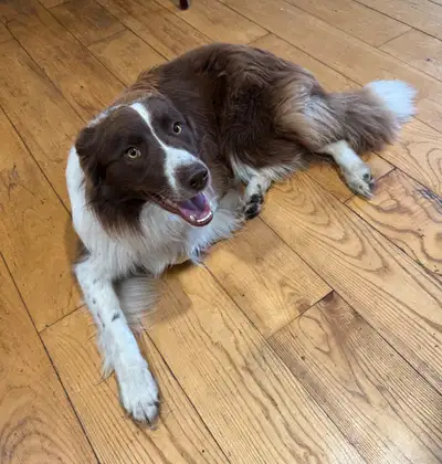 Border collie rehoming, View more