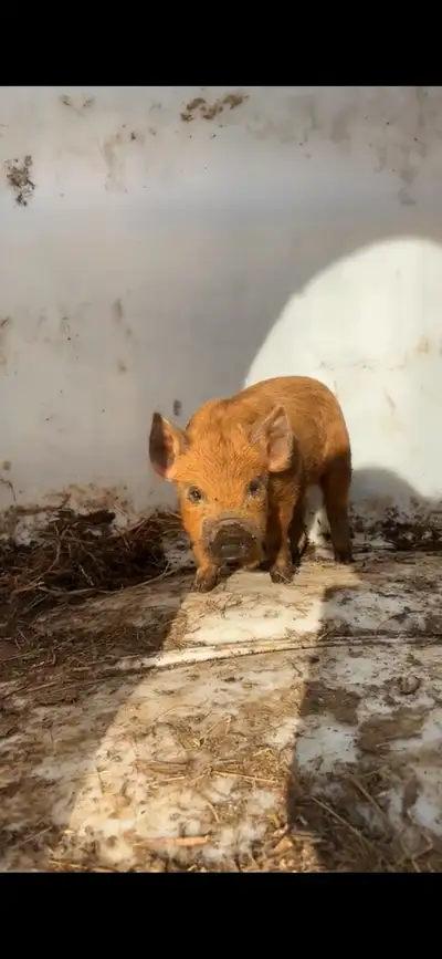 kune kune piglet , View more