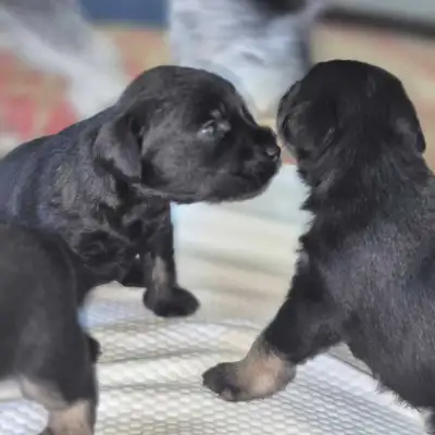 Miniature Schnauzer Puppies, View more