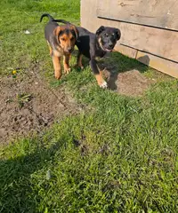 Mountain Bernese & German Shepard puppies