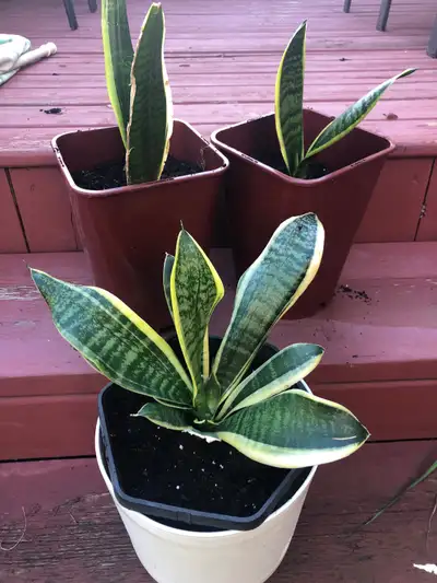 I have a pair of snake plants . Fresh growth. East care and ideal for beginners. $10 each. Grows wel...