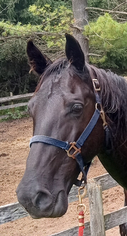 Horse For Sale in Equestrian & Livestock Accessories in Mississauga / Peel Region