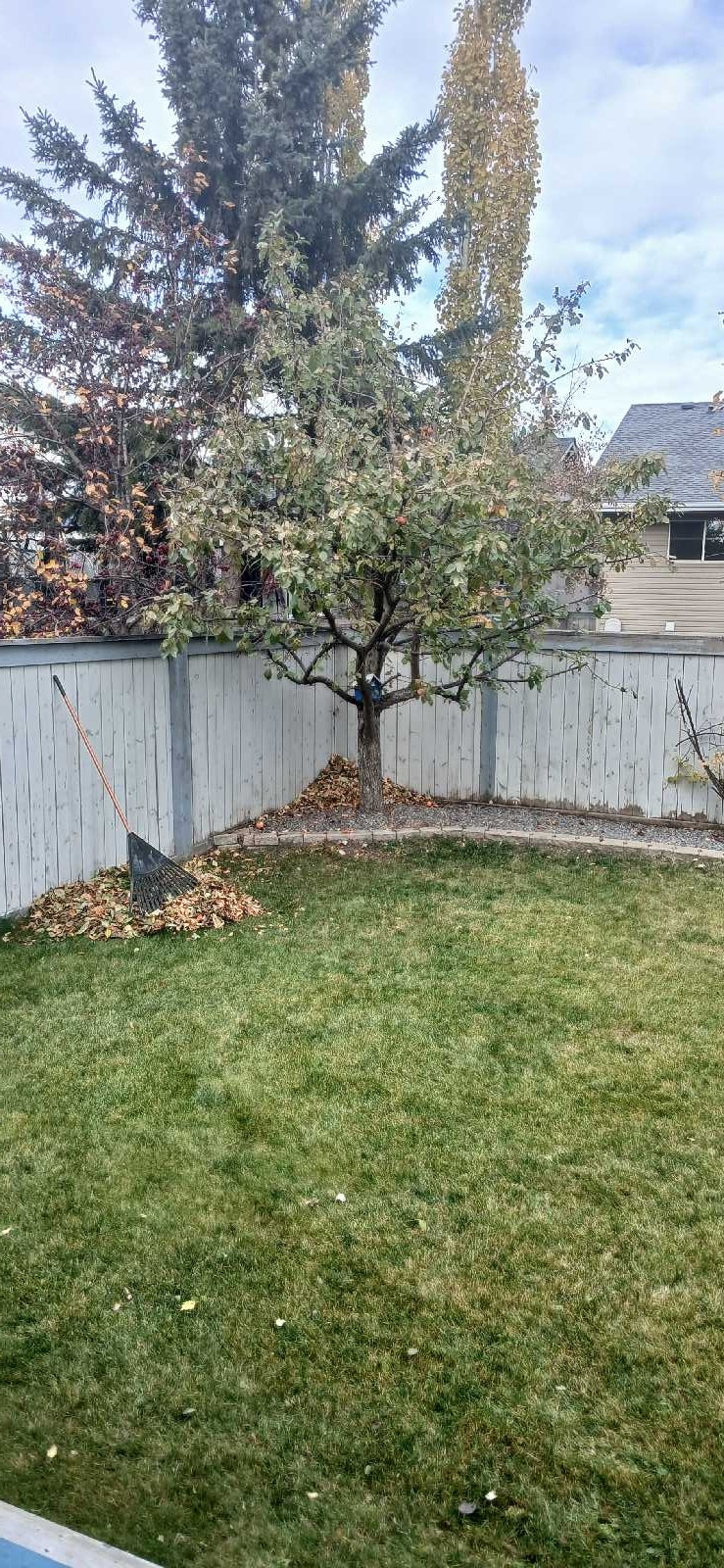 fall backyard/front yard cleanup | General Labour | Edmonton | Free ...