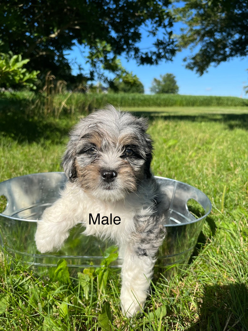 Shih Poo Puppies Dogs & Puppies for Rehoming Kitchener / Waterloo