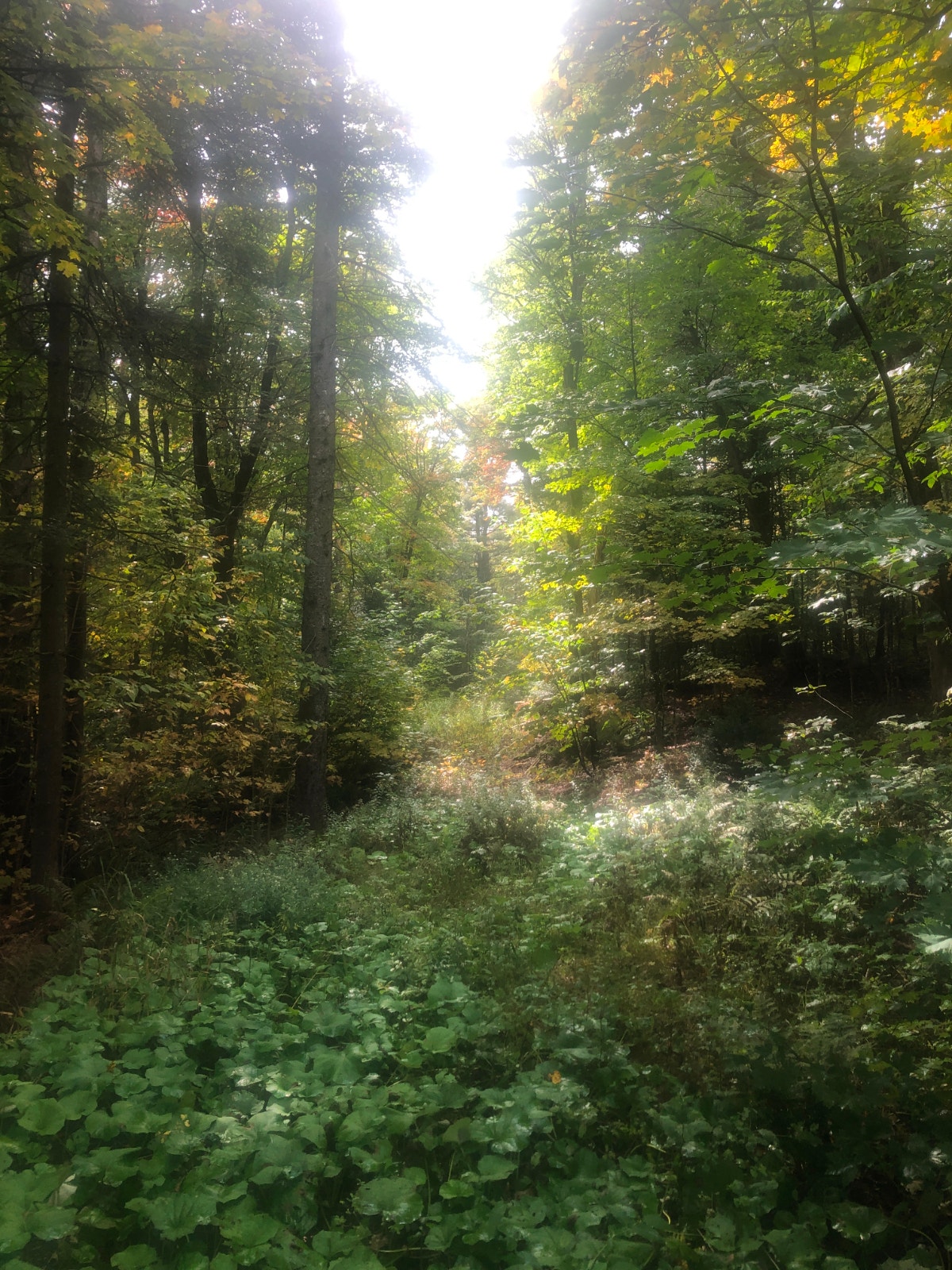 Terrain a vendre a Lachute (très grand) — photo 3