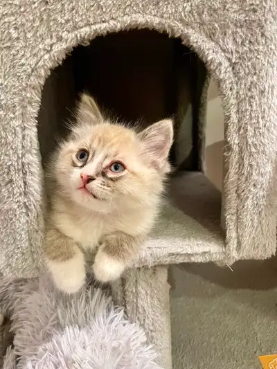 Only 1 Adorable kitten left looking for loving homes., View more