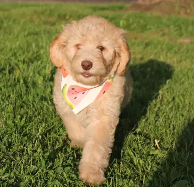 Élevage les mignons Doodle est fier de vous présenter leur bébés goldendoldle Situé à Chesterville G...