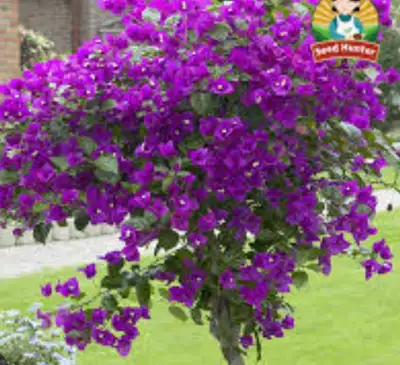 Bougainvilla plant,  with dwarf deep purple blooms, View more