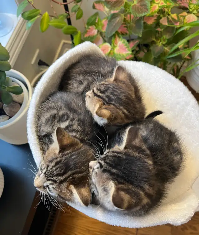 Bengal mix kitten in Cats & Kittens for Rehoming in Mississauga / Peel Region - Image 4