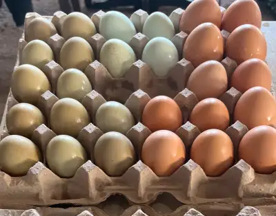 Farm fresh free range chicken eggs $6.00 a dozen