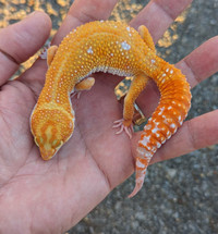Leopard Geckos www.cangeckos.com