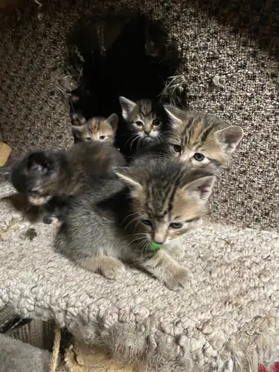 kittens!!!!, View more