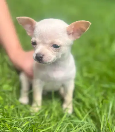 Beautiful chihuahua puppies for sale One female tan and white $900 One male white/cream will be smal...