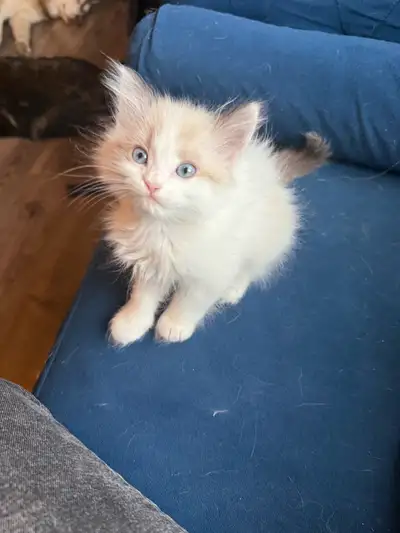 Purebred Ragdoll kittens ready for deposit, View more