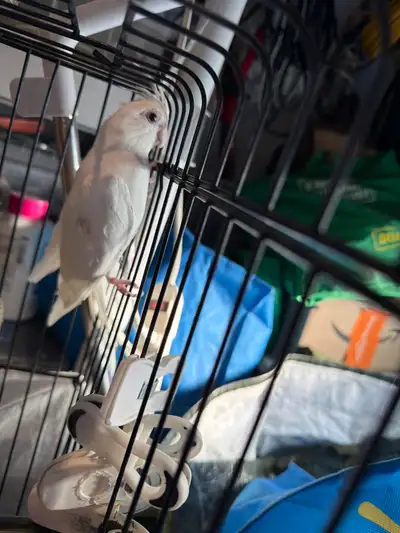 Couple de cockatiels à vendre, View more