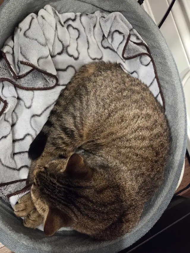 Beautiful Female cat for sale in Cats & Kittens for Rehoming in Kitchener / Waterloo - Image 4