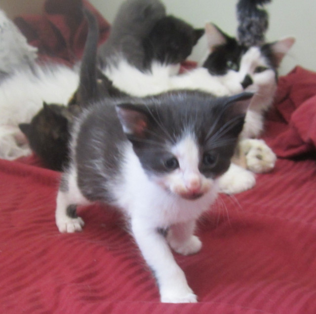 Manx/Norwegian Kittens for Sale in Cats & Kittens for Rehoming in Kamloops - Image 4