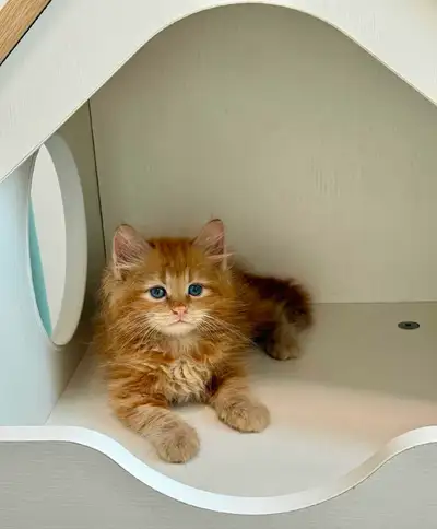 Siberian kittens, View more