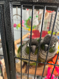 Conure Pair with Large Cage