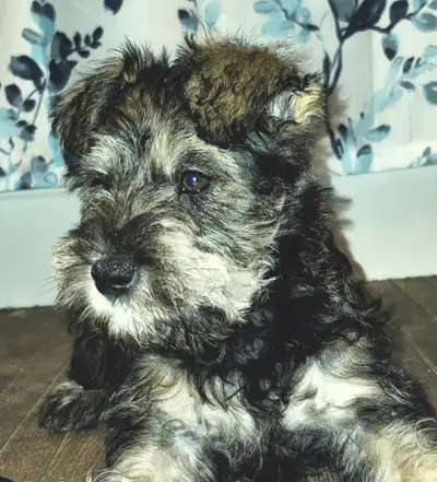 Mini shnauzers puppies - 9 weeks, View more