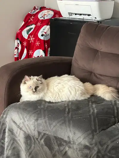 Gorgeous Pure Bred Ragdoll, View more