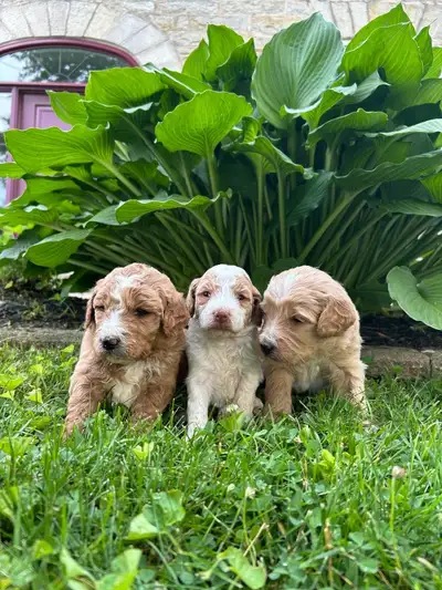 Beautiful Goldendoodles Available !!, View more